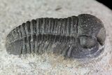 Bargain, Gerastos Trilobite Fossil - Morocco #69105-1